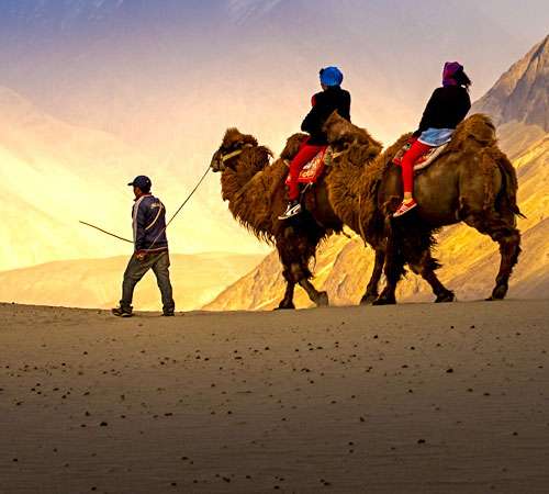 "Ladakh Tourist Camel Ride: Adventurous camel safari amidst stunning landscapes of Ladakh."