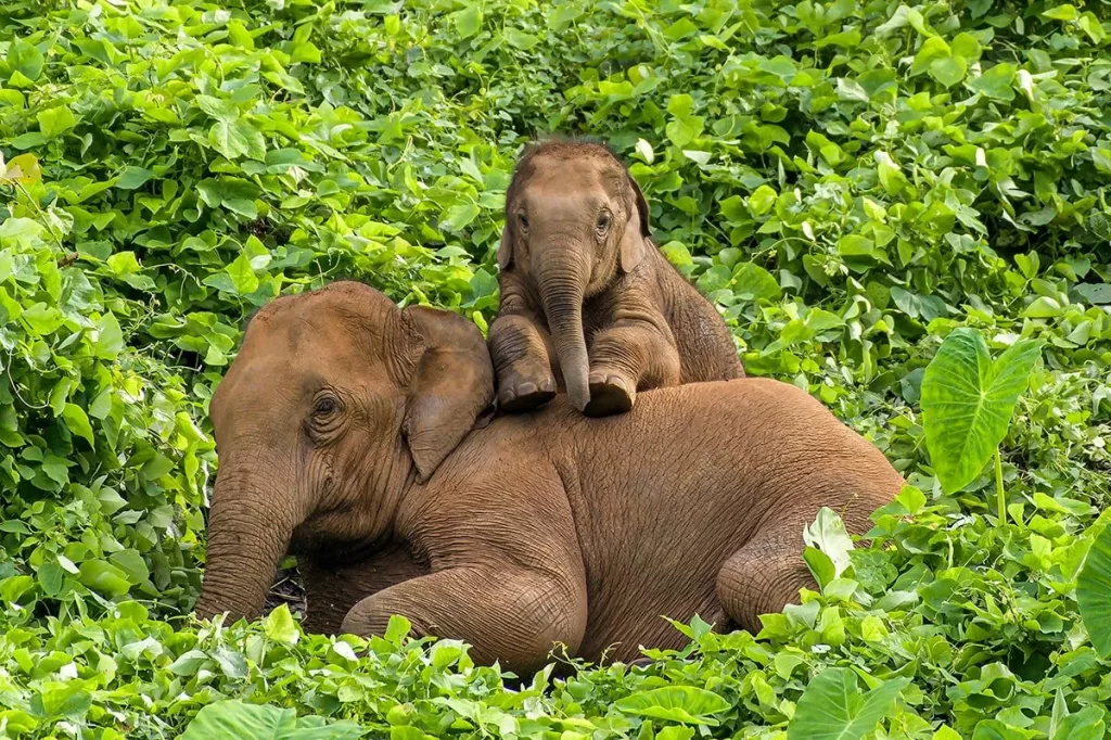 "Two elephants sitting amidst greenery and large leaves in Kerala wildlife sanctuary"