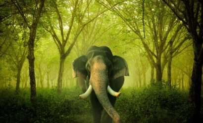 A wild elephant standing in the lush green forest of Kerala.