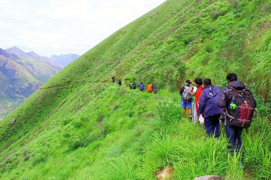 "A group of tourists trekking through a lush green jungle."