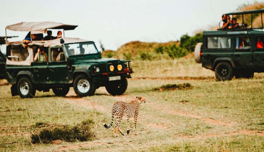 "Leopard in front of a jeep with tourists inside, in a park or zoo."