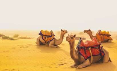 "Camels resting under the sunset in Jaisalmer, Rajasthan, India, showcasing the essence of Rajasthani culture"